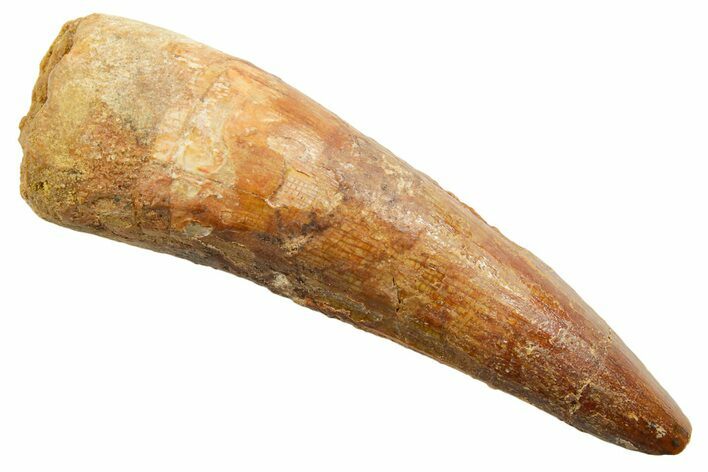 Fossil Spinosaurus Tooth - Real Dinosaur Tooth #362832